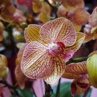 Green Brown Phalaenopsis Orchid Flower seeds for Planting Hardy Variety Heirloom & GMO Free Seeds for Home Garden