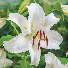 Casa Blanca Flower seeds for Planting - Perfect for Borders, Heirloom & GMO Free Seeds for Home Garden