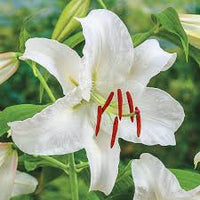 Casa Blanca Flower seeds for Planting - Perfect for Borders, Heirloom & GMO Free Seeds for Home Garden
