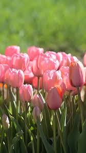 Orange Pink Tulip Flower Seeds for Planting Long Bloom Season Heirloom & GMO Free Seeds for Home Garden
 
 Sale