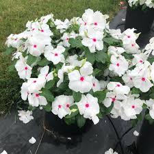 Polka Dot Vinca Flower seeds for Planting - Wildflower Mix, Heirloom & GMO Free Seeds for Home Garden