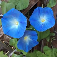 Giant Moon Flower seeds for Planting - Shade Tolerant, Heirloom & GMO Free Seeds for Home Garden
