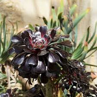 Black Atropureum Flower seeds for Planting - Cottage Garden Essential, Heirloom & GMO Free Seeds for Home Garden