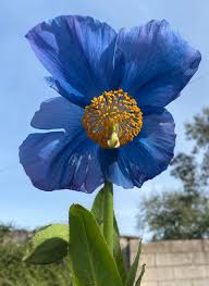 Blue Hemerocallis Flower seeds for Planting - Cottage Garden Essential, Heirloom & GMO Free Seeds for Home Garden