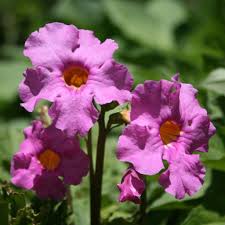Incarvilla Flower seeds for Planting - Vibrant Colors, Heirloom & GMO Free Seeds for Home Garden