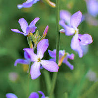 Blue Mini Matthiola Flower Seeds for Planting Bright Blooms Heirloom & GMO Free Seeds for Home Garden
 
 Sale