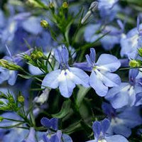 Sky Blue Eschscholtzia Flower Seeds for Planting – Heirloom NonGMO High Germination Organic Garden Seeds for Cut Flower Gardens
 
 Sale