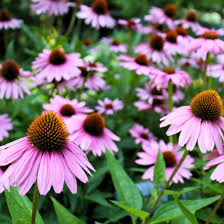 Purple Echinacea Flower seeds for Planting Compact Growth Heirloom & GMO Free Seeds for Home Garden