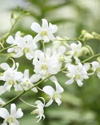 White Dendrobium Flower seeds for Planting - Easy to Grow, Heirloom & GMO Free Seeds for Home Garden
