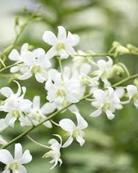 White Dendrobium Flower seeds for Planting - Easy to Grow, Heirloom & GMO Free Seeds for Home Garden