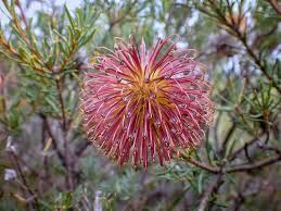 Violet Banksia Flower seeds for Planting, Pollinator Friendly Heirloom & GMO Free Seeds for Home Garden