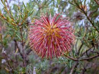 Violet Banksia Flower seeds for Planting, Pollinator Friendly Heirloom & GMO Free Seeds for Home Garden