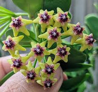 Green Carnosa Flower Seeds for Planting Low Maintenance Heirloom & GMO Free Seeds for Home Garden
 
 Sale