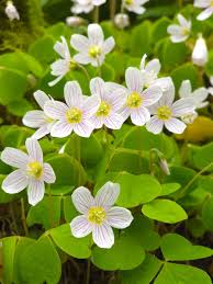 Oxalis Acetosella Flower seeds for Planting - Shade Tolerant, Heirloom & GMO Free Seeds for Home Garden