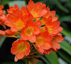 Lily Clivia Flower seeds for Planting - Shade Tolerant, Heirloom & GMO Free Seeds for Home Garden