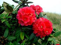 Rhododendron Flower seeds for Planting Fragrant Blossoms Heirloom & GMO Free Seeds for Home Garden
