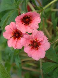 Red Willmott Flower seeds for Planting - Premium Quality, Heirloom & GMO Free Seeds for Home Garden