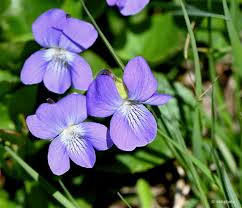 Prairie Viola Flower seeds for Planting, Drought Tolerant Heirloom & GMO Free Seeds for Home Garden