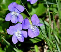 Prairie Viola Flower seeds for Planting, Drought Tolerant Heirloom & GMO Free Seeds for Home Garden