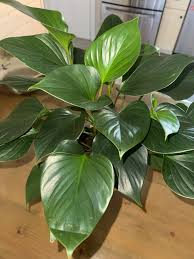 Green Homalomena Flower seeds for Planting - Garden Favorite, Heirloom & GMO Free Seeds for Home Garden