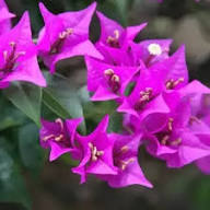 Light Violet Bougainvillea Flower Seeds for Planting Fragrant Blossoms Heirloom & GMO Free Seeds for Home Garden
 
 Sale