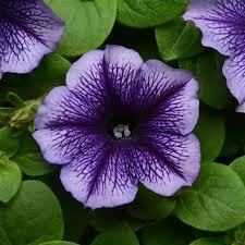 Lavender Black Petunia Flower Seeds for Planting Vibrant Garden Blooms Low Maintenance Heirloom & GMO Free Seeds for Home Garden 
 
 Sale