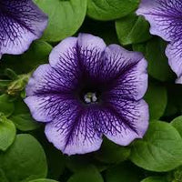 Lavender Black Petunia Flower Seeds for Planting Vibrant Garden Blooms Low Maintenance Heirloom & GMO Free Seeds for Home Garden 
 
 Sale