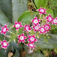 Drummondii Flower seeds for Planting - Long Bloom Season, Heirloom & GMO Free Seeds for Home Garden