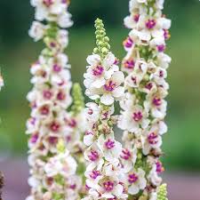 Verbascum Flower seeds for Planting Pollinator Friendly Heirloom & GMO Free Seeds for Home Garden