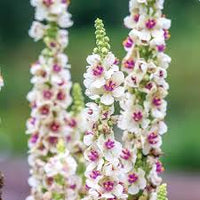 Verbascum Flower seeds for Planting Pollinator Friendly Heirloom & GMO Free Seeds for Home Garden