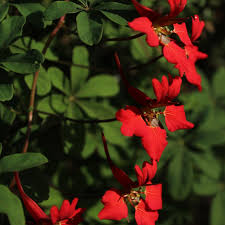 Heirloom Scottish Flame Flower seeds for Planting Colorful Display Heirloom & GMO Free Seeds for Home Garden