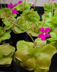Butterwort Seeds for Planting: Grow Your Own Flower Plants