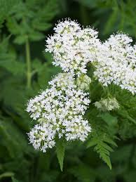 Heirloom Sweet Cicely Flower seeds for Planting Seasonal Bloomer Heirloom & GMO Free Seeds for Home Garden