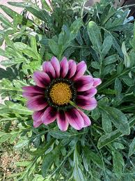 Light Violet Gazania Flower Seeds for Planting Garden Favorite Heirloom & GMO Free Seeds for Home Garden
 
 Sale