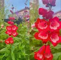 Hartwegi Flower seeds for Planting Colorful Display Heirloom & GMO Free Seeds for Home Garden 
 
 Sale