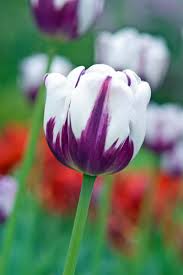 White Purple Tulip Flower seeds for Planting - Seasonal Bloomer, Heirloom & GMO Free Seeds for Home Garden