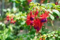 Dark Blue Red Fuchsia Flower Seeds for Planting Fragrant Blossoms Heirloom & GMO Free Seeds for Home Garden
 
 Sale