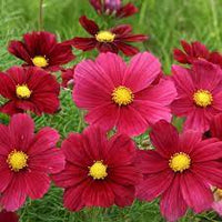 Cosmos Shells Mix Flower Seeds for Unique Shell-Like Petals in Your Garden