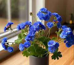 Deep Blue Geranium Flower Seeds for Planting Hardy Variety Heirloom & GMO Free Seeds for Home Garden
 
 Sale