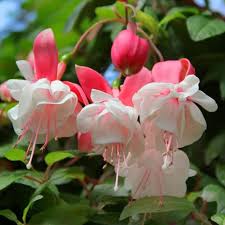 White Pink Fuchsia Flower Seeds Flower seeds for Planting Bright Blooms Heirloom & GMO Free Seeds for Home Garden