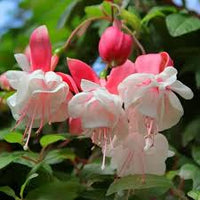 White Pink Fuchsia Flower Seeds Flower seeds for Planting Bright Blooms Heirloom & GMO Free Seeds for Home Garden