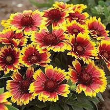 Yellow Red Danova Copper Flower seeds for Planting - Premium Quality, Heirloom & GMO Free Seeds for Home Garden