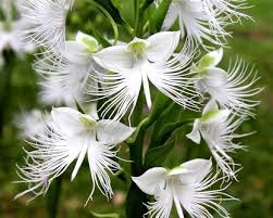 White Egret Orchid Flower seeds for Planting - Garden Favorite, Heirloom & GMO Free Seeds for Home Garden