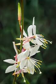 Gaura Flower seeds for Planting Easy to Grow Heirloom & GMO Free Seeds for Home Garden