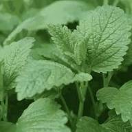 Lemon Balm Seeds (Melissa officinalis)