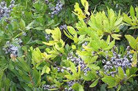 Green Myrica Pennsylvanica Flower seeds for Planting - Cut Flower Favorite, Heirloom & GMO Free Seeds for Home Garden