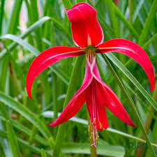 Sprekelia Flower seeds for Planting - Perfect for Borders, Heirloom & GMO Free Seeds for Home Garden