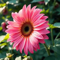 Pink Sunflower Planting Seeds  Grow Your Garden