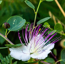Capparis Spinosa Flower seeds for Planting - Wildflower Mix, Heirloom & GMO Free Seeds for Home Garden