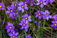 Sisyrinchium Bellum Flower seeds for Planting Shade Tolerant Heirloom & GMO Free Seeds for Home Garden